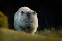 Vombat obecny - Vombatus ursinus - Common Wombat 3460
